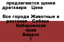 предлагаются щенки дратхаара › Цена ­ 20 000 - Все города Животные и растения » Собаки   . Хабаровский край,Амурск г.